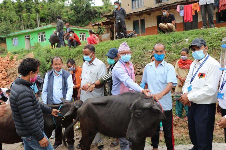 नमोबुद्धका ५५ जना किसानलाई  भैसी अनुदान वितरण लागि २१ लाख ३३ हजार बजेट