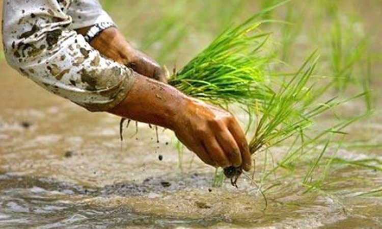 आज राष्ट्रिय धान दिवस